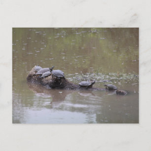 Postal de tortuga