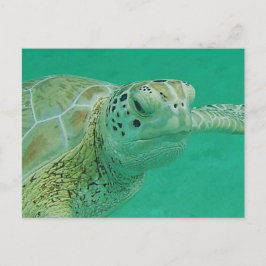 Postal de tortuga
