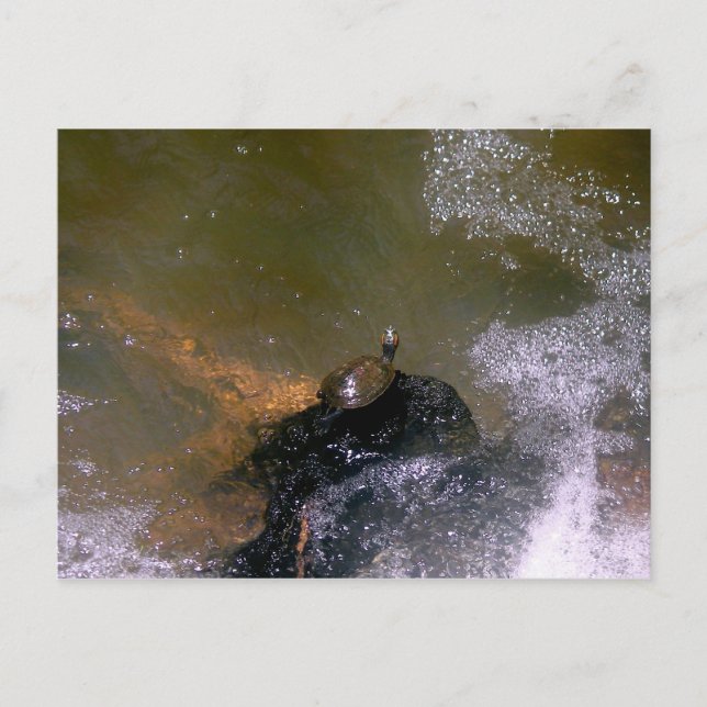 Postal de tortuga (Anverso)