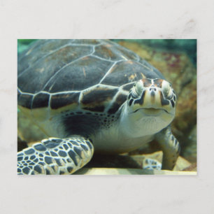 Postal de tortuga