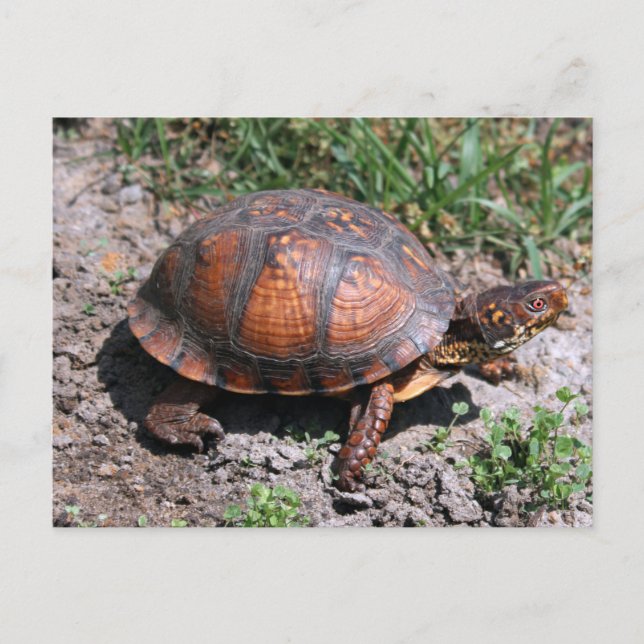 Postal de tortuga de caja oriental (Anverso)