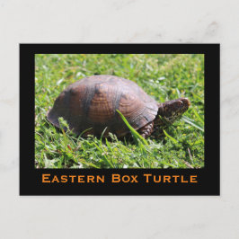 Postal de tortuga de caja oriental