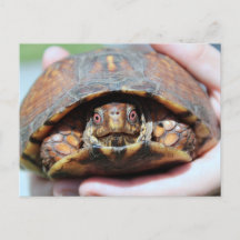 Postal de tortuga de caja oriental