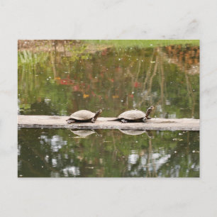 Postal de tortuga de estanque