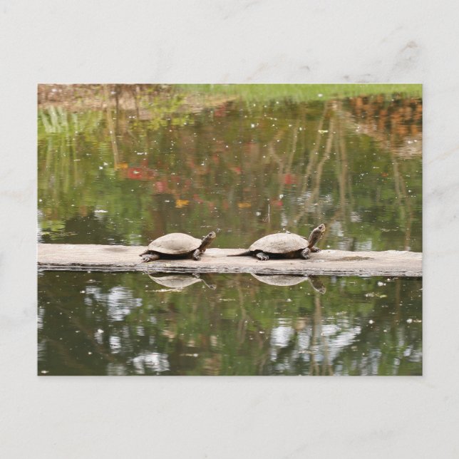 Postal de tortuga de estanque (Anverso)