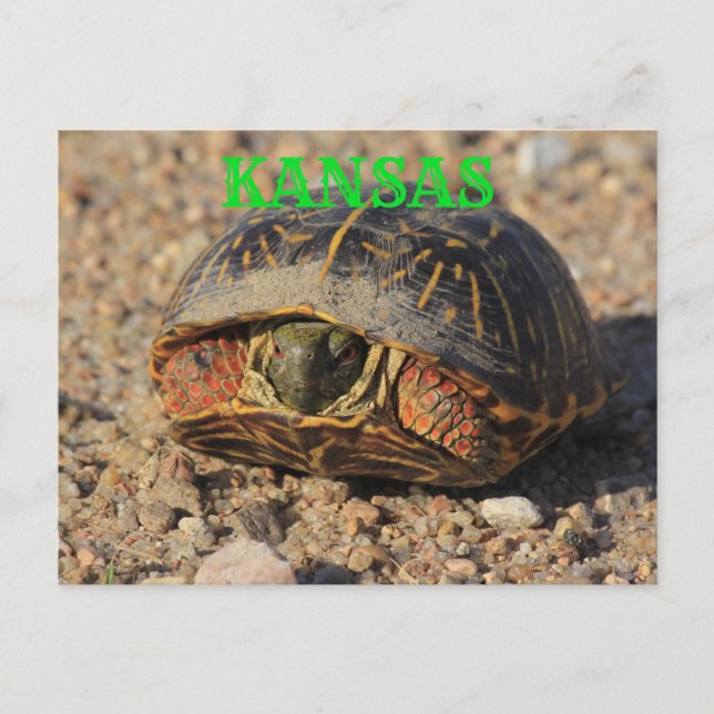 Postal de tortuga de la caja masculina de Kansas (Anverso)