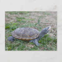 postal de tortuga diamondback