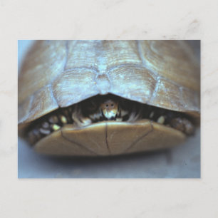 Postal de tortuga - Foto de época
