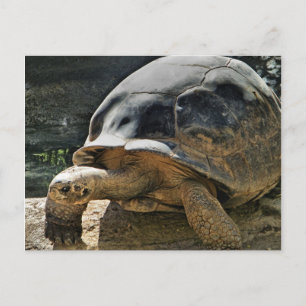 postal de tortuga lenta y estable