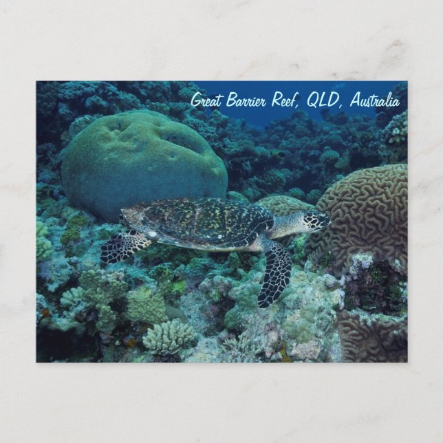 Postal de tortuga marina (Anverso)