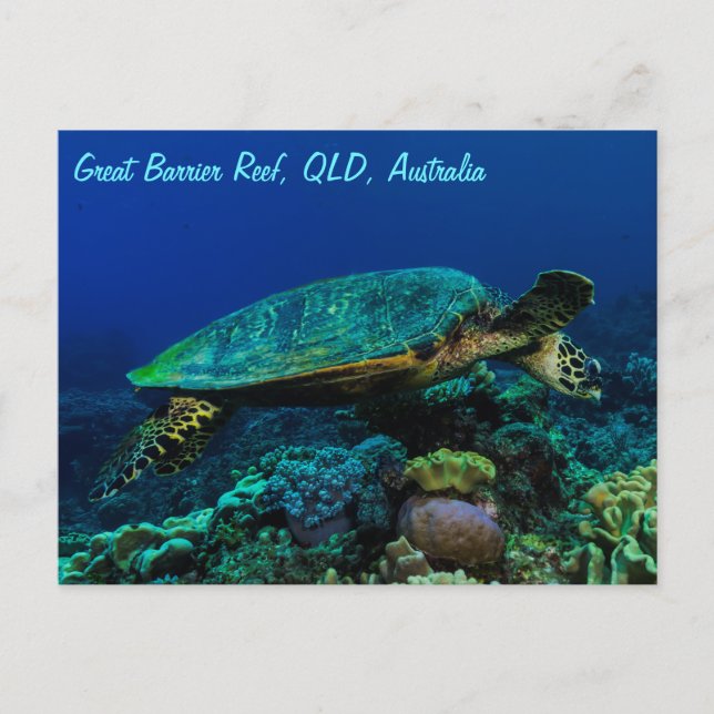Postal de tortuga marina Hawksbill (Anverso)