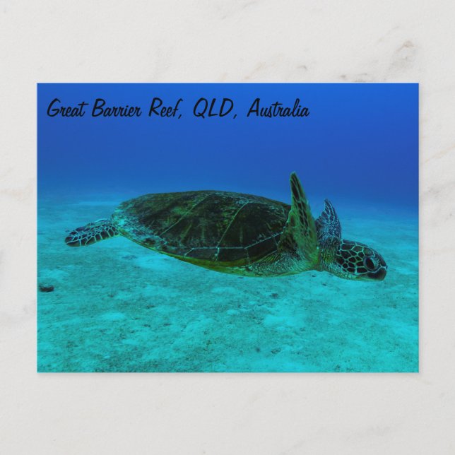 Postal de tortuga marina Hawksbill (Anverso)