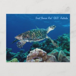 Postal de tortuga marina Hawksbill