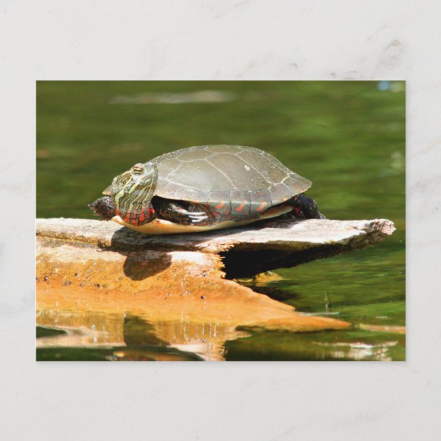 Postal de tortuga pintada (Anverso)