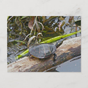 Postal de tortuga pintada