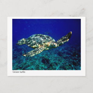 postal de tortuga verde - 01