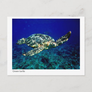 postal de tortuga verde - 01