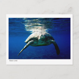 Postal de tortuga verde - 02