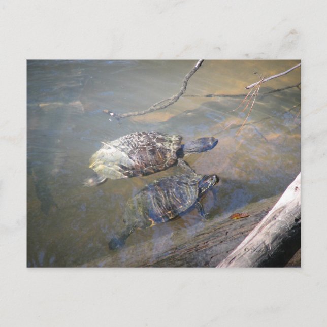 Postal de tortugas fluviales (Anverso)