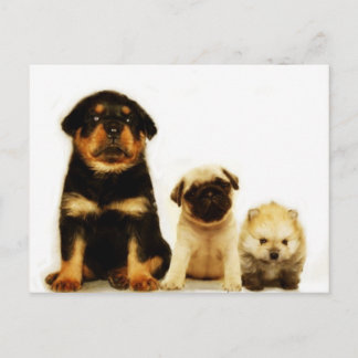 Postal de tres cachorros