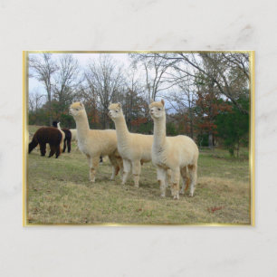 Postal de tres Chicas de la Alpaca