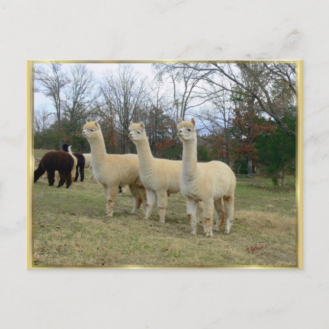 Postal de tres Chicas de la Alpaca (Anverso)
