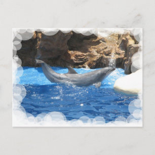 Postal de trucos para delfines