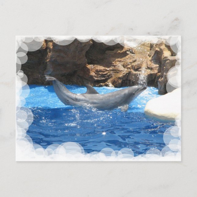 Postal de trucos para delfines (Anverso)