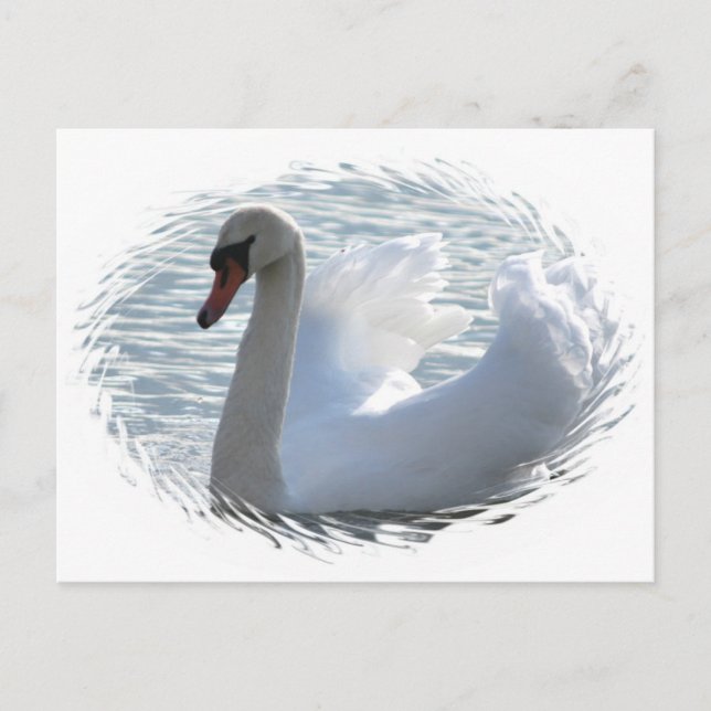 Postal de Trumpet Swan (Anverso)