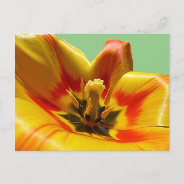 Postal de Tulip DIY para Naranja amarillo (Anverso)