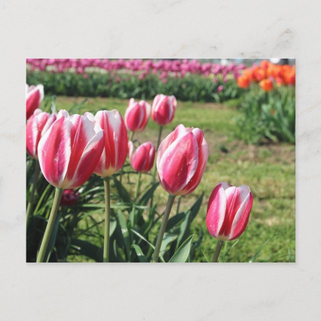 Postal de Tulip Garden (Anverso)