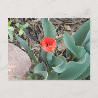 Postal de tulipán