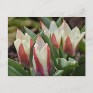 Postal de tulipán