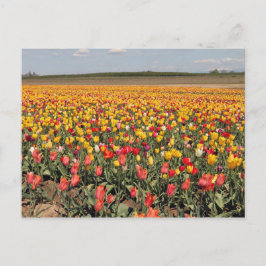 Postal de tulipán de primavera