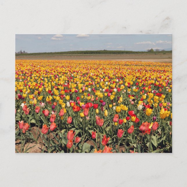 Postal de tulipán de primavera (Anverso)