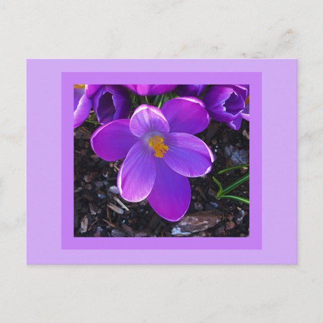 Postal de tulipán de primavera (Anverso)