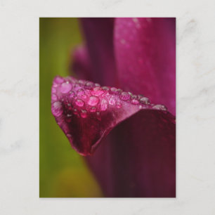 Postal de tulipán púrpura