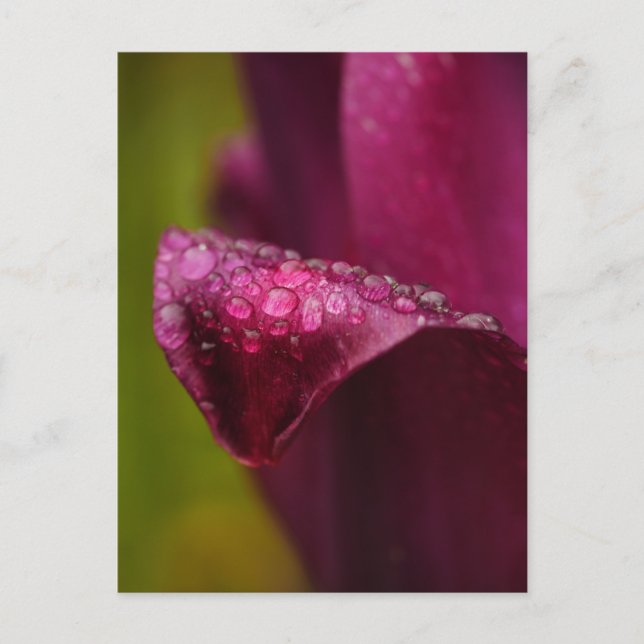 Postal de tulipán púrpura (Anverso)