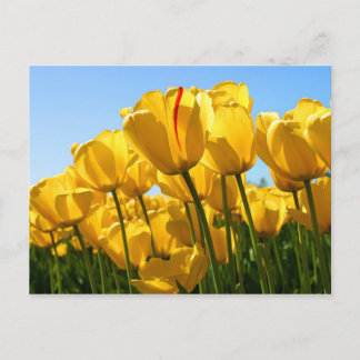 postal de tulipanes amarillos