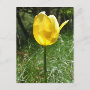 Postal de tulipanes amarillos