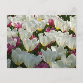 Postal de tulipanes blancos y morados