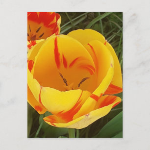 Postal de tulipanes de primavera