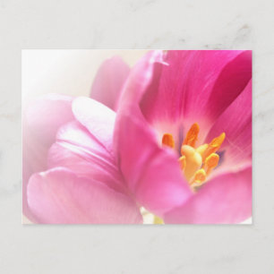 Postal de tulipanes de primavera