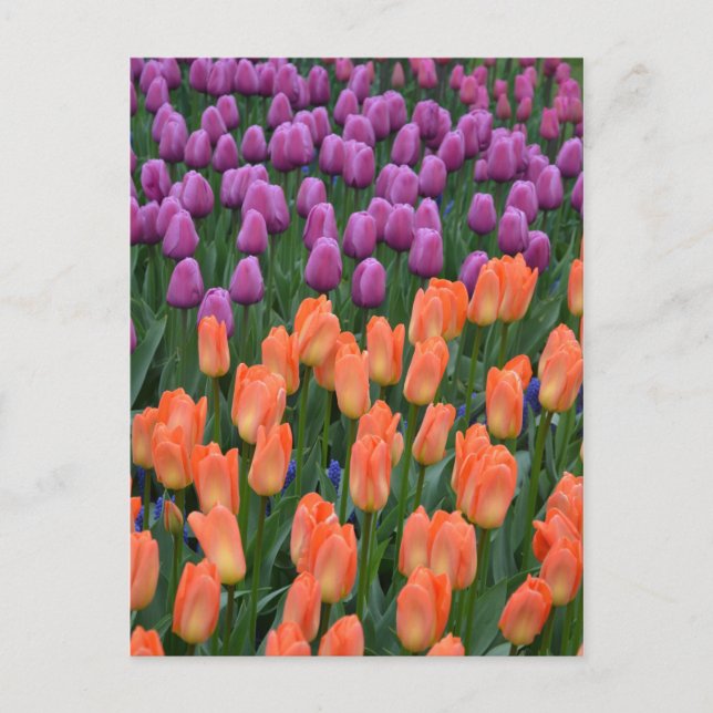 postal de tulipanes de primavera naranja y púrpura (Anverso)