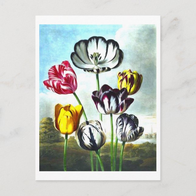 Postal de tulipanes de vintage (Anverso)
