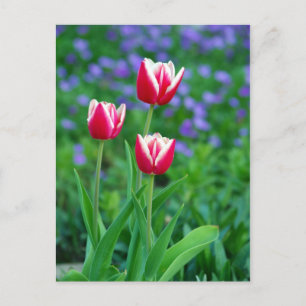 Postal de tulipanes rojos
