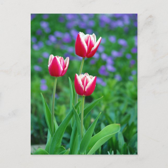 Postal de tulipanes rojos (Anverso)