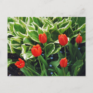 Postal de tulipanes rojos y plantas de hosta