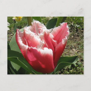 Postal de tulipanes rosados