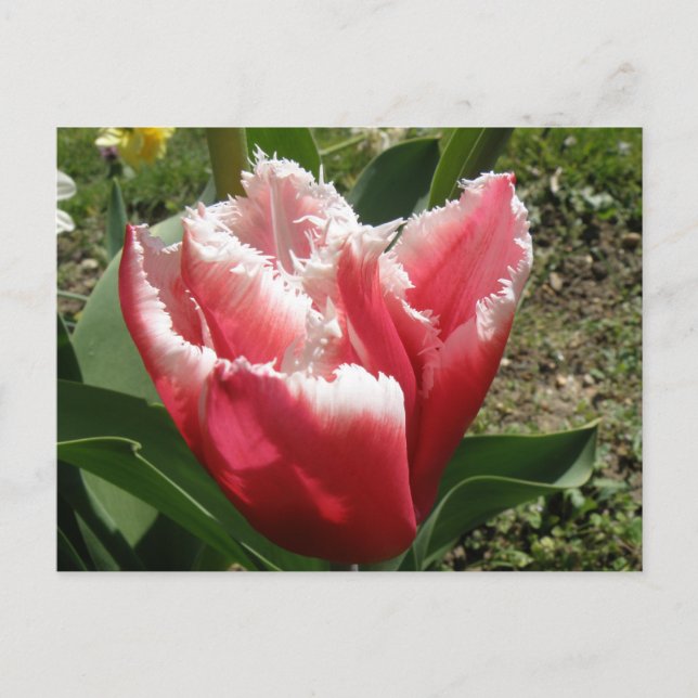 Postal de tulipanes rosados (Anverso)